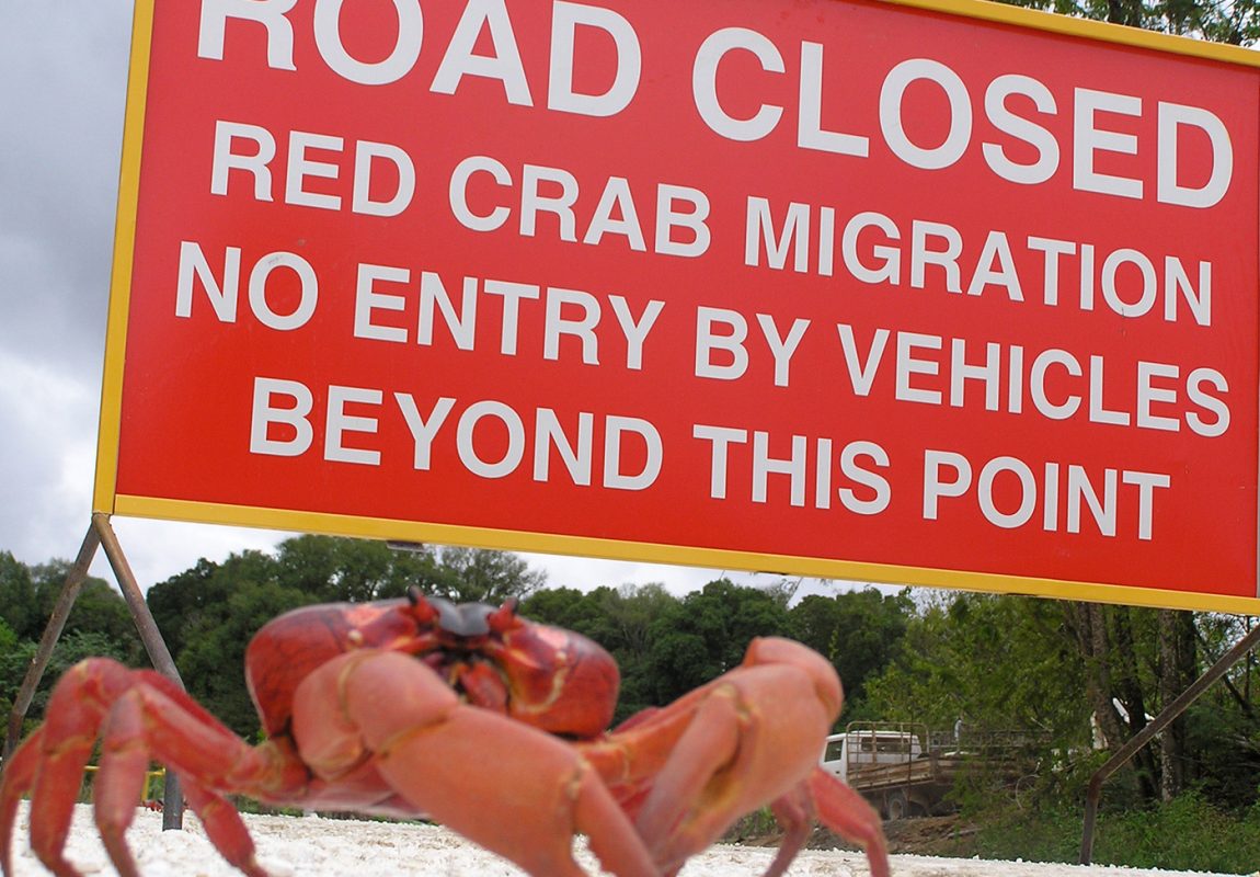 Un cangrejo detiene vías en Australia
