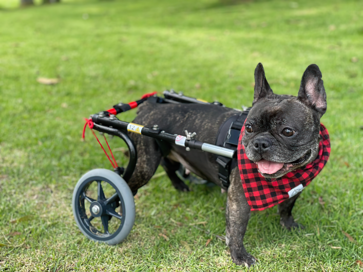 Toyota apoya donatón para perritos discapacitados