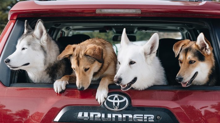 Toyota apoya donatón para perritos discapacitados