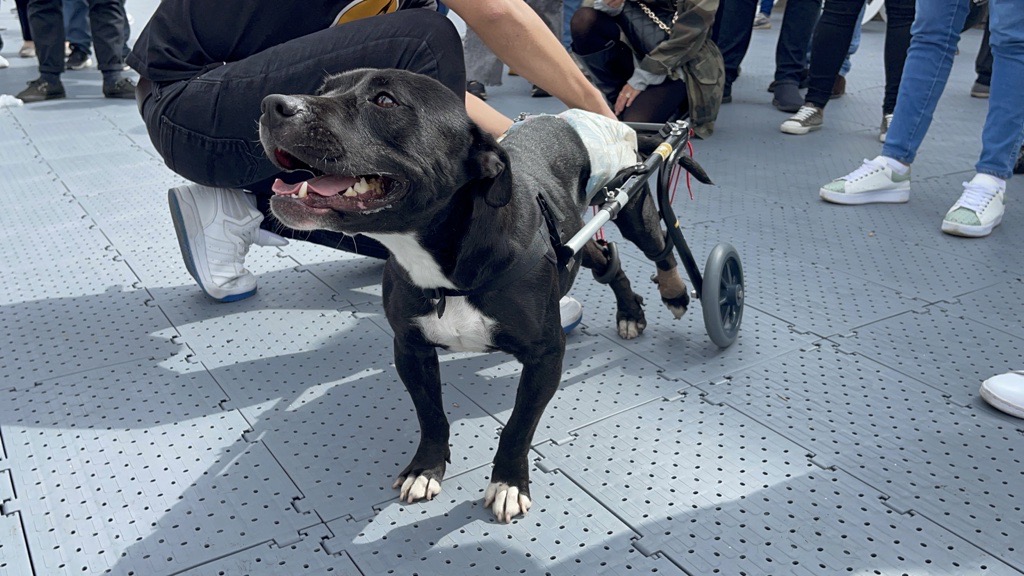 Toyota Colombia entregan sillas de ruedas a perros discapacitados