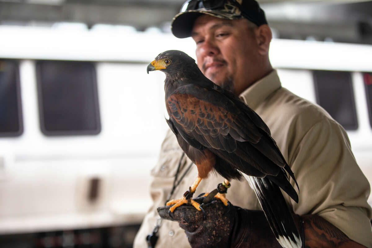 Un halcón protege a los pasajeros del Metro de San Francisco
