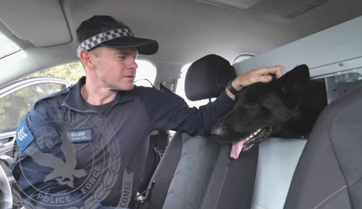 Perros policías viajan en VW Tiguan especiales.