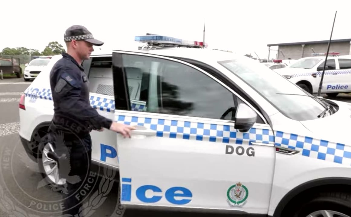 Perros policías viajan en VW Tiguan especiales.